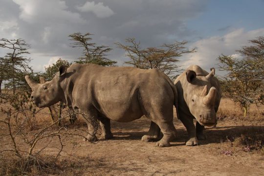 The Northern White Rhino