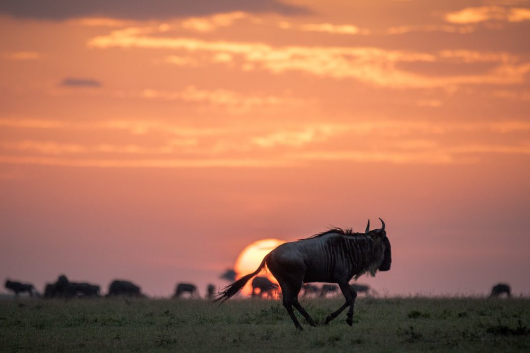 Wildebeest Migration