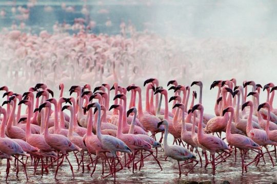 Game Watch Safari at Lake Nakuru National Kenya