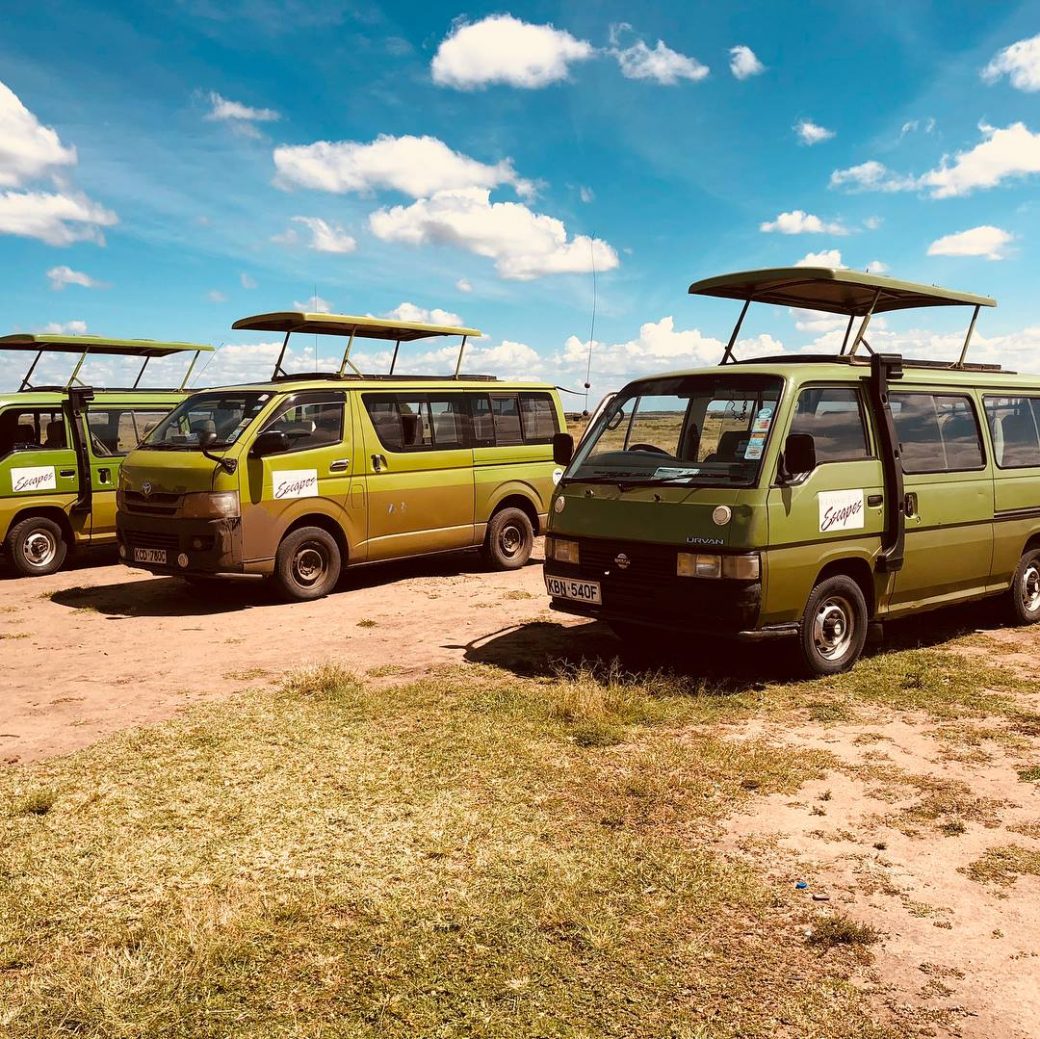 Hammerkop Migration Camp