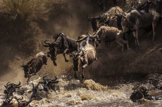 Great Wildebeest Migration