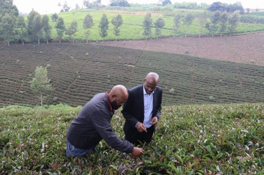 Kenya Farm Tours To Propel Tourism