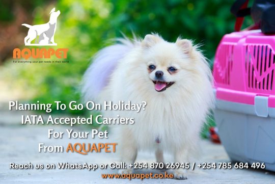 Carriers To Transport Your Pets