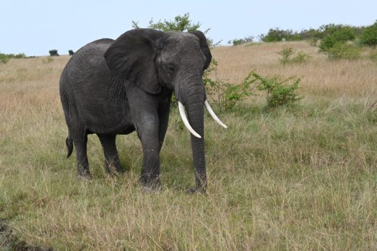 Wildebeest Migration Weekday Offers At Drunken Elephant Mara Camp