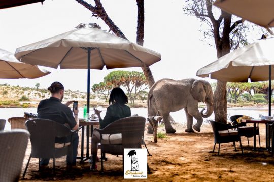 Introducing The Elephant Bedroom Camp, Samburu