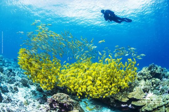 Enjoy An Amazing Diving Experience In Seychelles