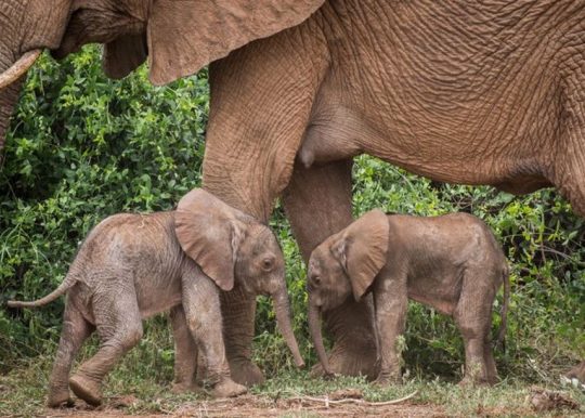 Birth Of Twin Elephants At Samburu National Reserve