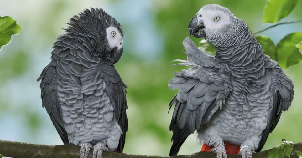 Registration Of Illegally Possessed African Grey Parrots (Psittacus erithacus)