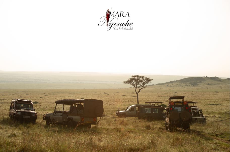 Enjoy A Wonderful Safari Experience With Our Special Offer At Mara Ngenche Safari Camp