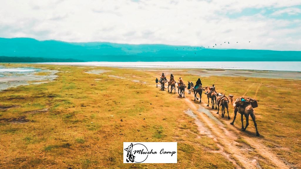 Enjoy Our Camel Rides Excursion At Mbweha Camp